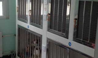 北京最好的宠物医院